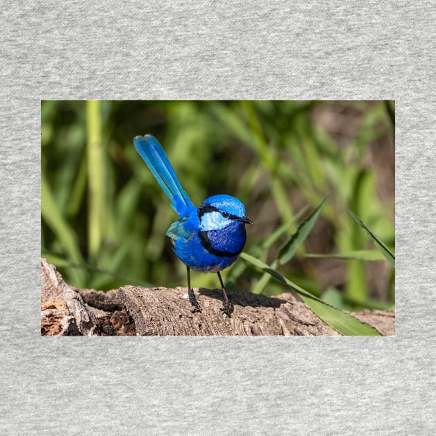 Splendid Fairy Wren (Male) Western Australia by AndrewGoodall